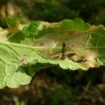 Coleophora ochripennella - Geelbruine kokermot