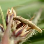 Coleophora otidipennella - Vroege veldbieskokermot