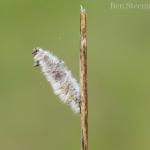 Coleophora pennella - Waterschei ~ Mijnterril - Klaverberg (Genk - As) Pro. Limburg 13-05-2017 ©Ben Steeman
