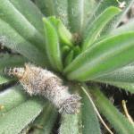 Coleophora pennella - Haartjeskokermot
