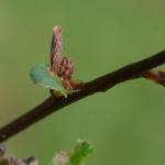 Cf. Coleophora prunifoliae op Prunus spinosa - Furfooz ~ Parc naturelle de Furfooz (Namen) 04-05-2019 ©Steve Wullaert 