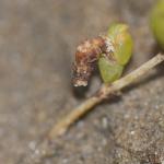 Coleophora salicorniae - Zeekraalkokermot