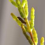 Coleophora salicorniae - Zeekraalkokermot