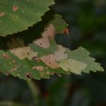 Coleophora siccifolia - Meeuwen ~ Vallei van de Abeek - Kolisbergen (Limburg) 07-09-2019 ©Steve Wullaert