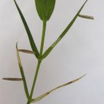 Coleophora solitariella - Oranje muurkokermot