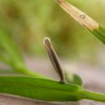 Coleophora solitariella - Oranje muurkokermot