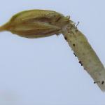 Coleophora striatipennella - Muurkokermot