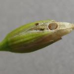 Coleophora striatipennella - Muurkokermot