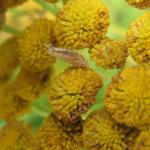 Coleophora tanaceti - Wormkruidkokermot