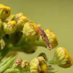 Coleophora tanaceti - Wormkruidkokermot