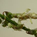 Coleophora trifolii - Lichte metaalkokermot
