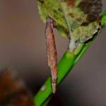 Coleophora vacciniella - Grote bosbeskokermot