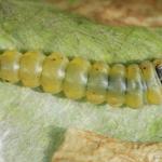 Coptotriche angusticollella - Rozenvlekmot