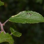 Coptotriche gaunacella - Sleedoornvlekmot
