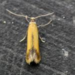 Coptotriche marginea - Gele bramenvlekmot