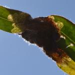 Cynaeda dentalis op Echium vulgare - Furfooz ~ Parc naturelle de Furfooz (Namen) 04-05-2019 ©Steve Wullaert