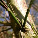 Coleophora trifariella - Bremkokermot