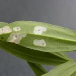 Coleophora saponariella - Zeepkruidkokermotje