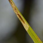 Elachista luticomella - Geelkopgrasmineermot