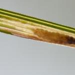 Elachista humilis - Grijze grasmineermot