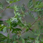 Depressaria libanotidella op Seselia libanotis - Furfooz ~ Parc naturelle de Furfooz (Namen) 04-05-2019 ©Steve Wullaert 