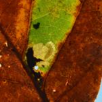 Ectoedemia albifasciella - Bohan ~ Les Dolimarts (Namen) 12-10-2019 ©Steve Wullaert