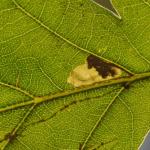 Ectoedemia albifasciella - Diepenbeek ~ De Maten (Limburg) 17-10-2020 ©Steve Wullaert