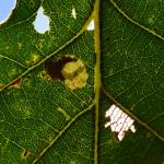 Ectoedemia albifasciella - Vance ~ Marais de Vance (Luxemburg) - 29-08-2020 ©Steve Wullaert