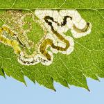 Ectoedemia angulifasciella - Furfooz ~ Parc naturelle de Furfooz (Namen) 09-10-2021 ©Damien Gailly