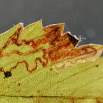Ectoedemia arcuatella - Aardbeiblaasmijnmot