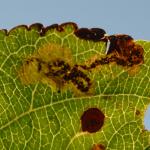 Ectoedemia atricollis op Malus spec. (appel spec.) - Latour ~ Près de Latour -Luxemburg 14-09-2019 ©Steve Wullaert