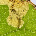 Ectoedemia atricollis op Malus spec. - Beauraing ~ Grand Quarti (Namen) 15-09-2018 ©Steve Wullaert