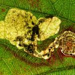 Ectoedemia rubivora Bramenblaasmijnmot