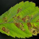 Ectoedemia rubivora - Bramenblaasmijnmot