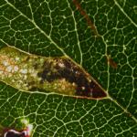 Ectoedemia spinosella - Sleedoornblaasmijnmot