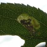 Ectoedemia spinosella - Sleedoornblaasmijnmot