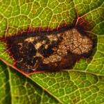 Ectoedemia spinosella - Wavreille ~ Ry d'Hôwisse (Namen) 23-09-2017 ©Steve Wullaert