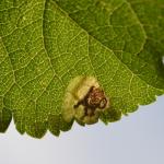 Ectoedemia spinosella op Prunus spinosa (sleedoorn) - Torgny ~ Luxemburg 14-09-2019 ©Steve Wullaert 