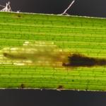 Elachista geminatella - Veldbiesmineermot