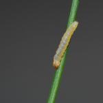 Elachista nobilella - Prachtgrasmineermot
