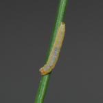 Elachista nobilella - Prachtgrasmineermot