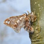 Endromis versicolora - Oignies ~ Bois d'Oignies (natuurpark Viroin - Hermeton) - (Namen) 31-03-2018 ©Steve Wullaert 