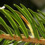 Epinotia nanana - Kleine oogbladroller