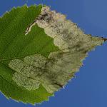 Eriocrania salopiella - Zutendaal ~ Lieteberg (week van het insect) Limburg 02-06-2019 ©Steve Wullaert