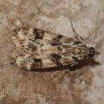 Eudonia delunella - Zutendaal ~ Lieteberg (week van het insect) Limburg 02-06-2019 ©Steve Wullaert