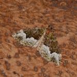 Euphyia biangulata  - Arlon ~ Domaine Privé (Luxemburg)  (17-06-2017) ©Steve Wullaert