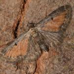 Eupithecia icterata ~ Opglabbeek ~ Mijnterril - Zwarte Berg (Limburg) 17-08-2019 ©Steve Wullaert