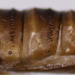 Bucculatrix noltei - Bijvoetooglapmot