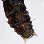 Phyllocnistis unipunctella - Eenstipslakkenspoormot