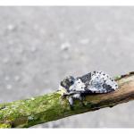 Furcula bicuspis - Chaudfontaine ~ Bois de la Rochette (Luik) 09-06-2019 ©Dries De Vreeze